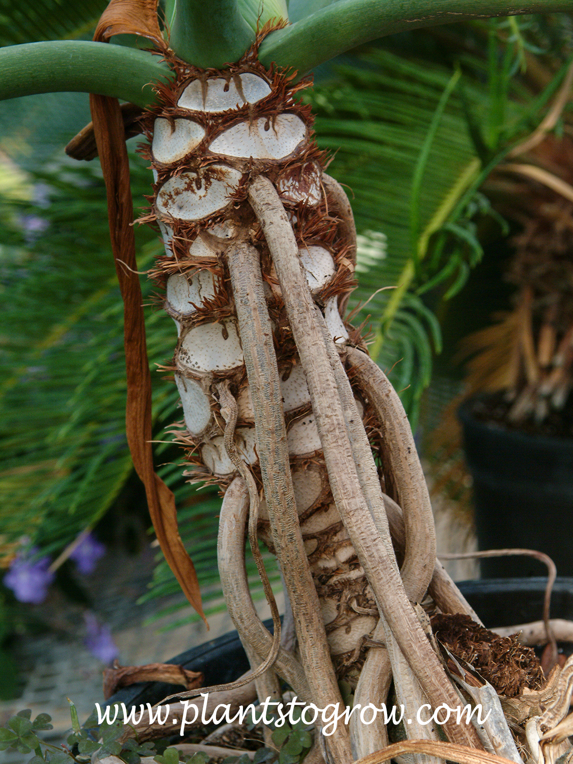 The cresent shaped, large leaf scars on the short stem of a Selloum Philodendron.